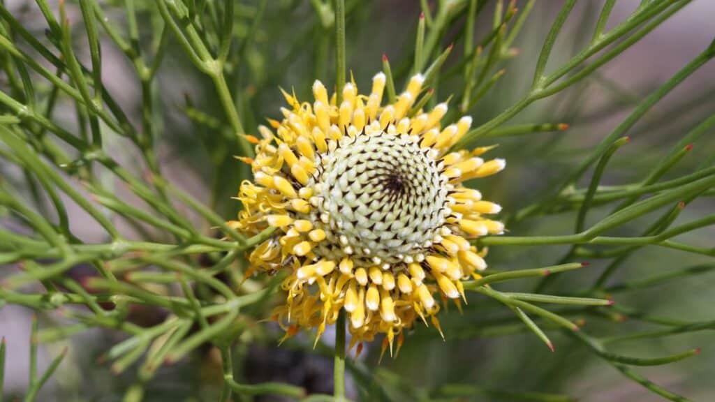 Muogamarra Nature Reserve_credit SMalfroy DPE