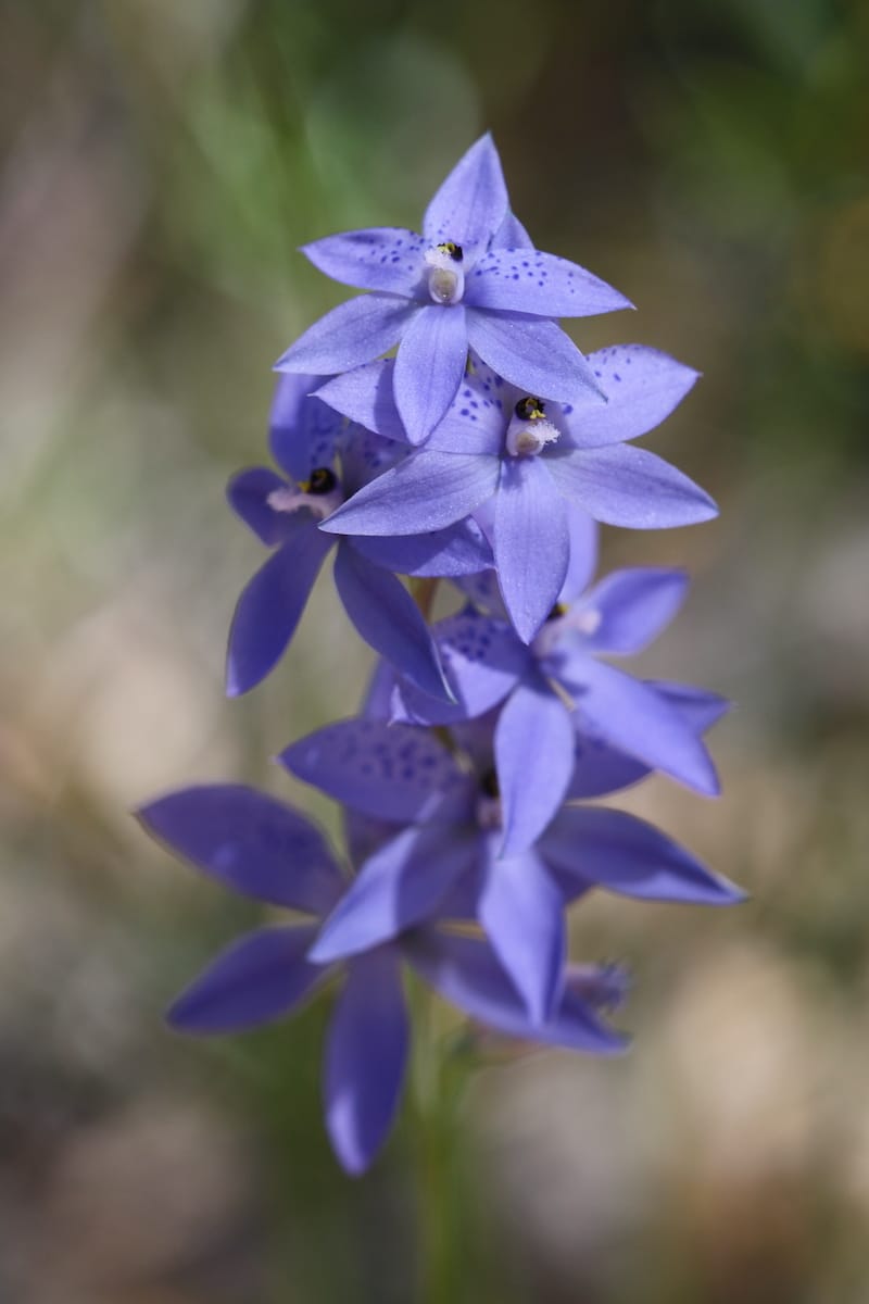 Muogamarra Nature Reserve_credit SMalfroy DPE (3)