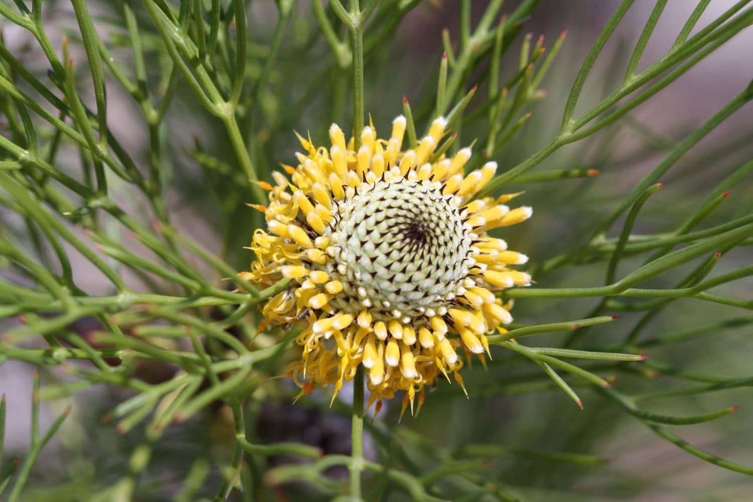 Muogamarra Nature Reserve_credit SMalfroy DPE