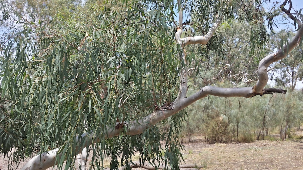 River Red gum Hattah Kulkyne NP Claire Gilder