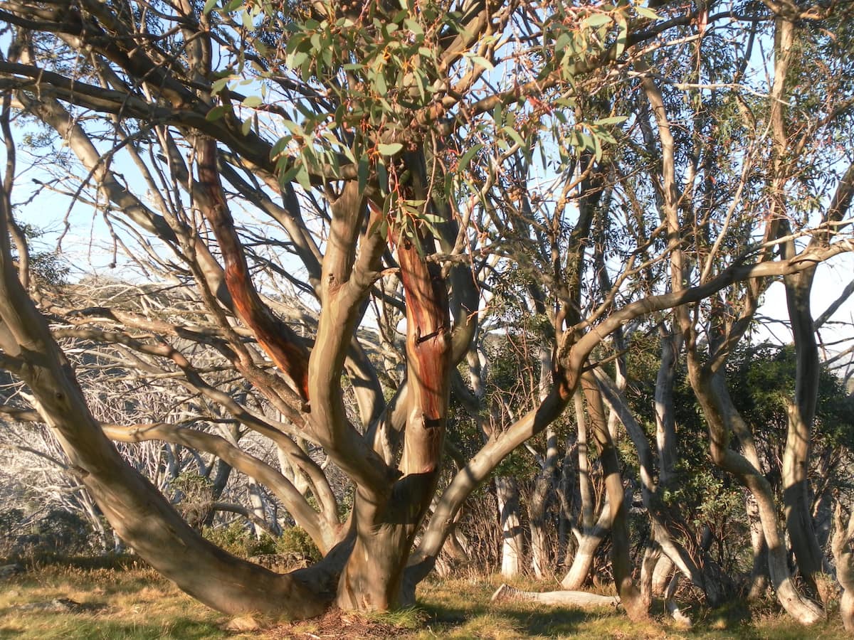 Snow Gum Alpine NP Claire Gilder