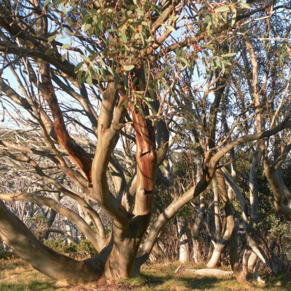 Snow Gum Alpine NP Claire Gilder