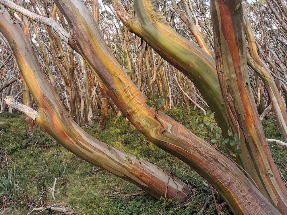 Snow Gum Mt Baw Baw NP Claire Gilder