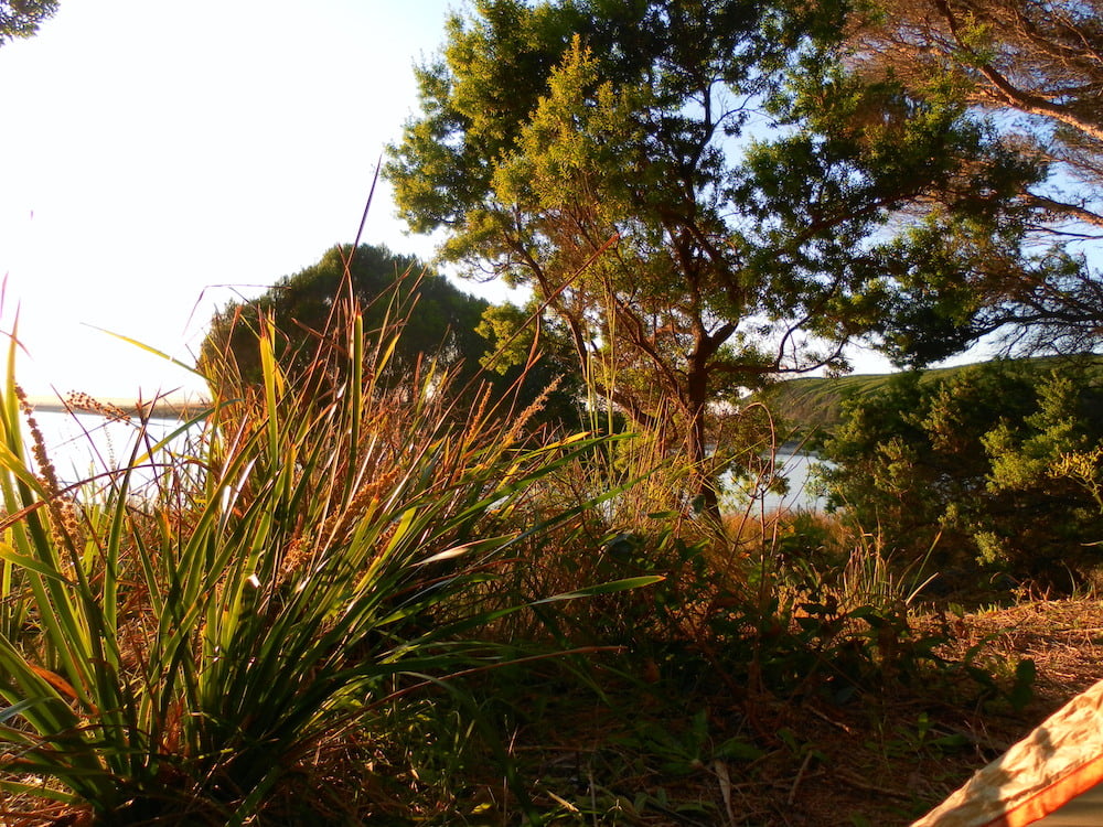 Tea tree Nadgee Wilderness Claire Gilder