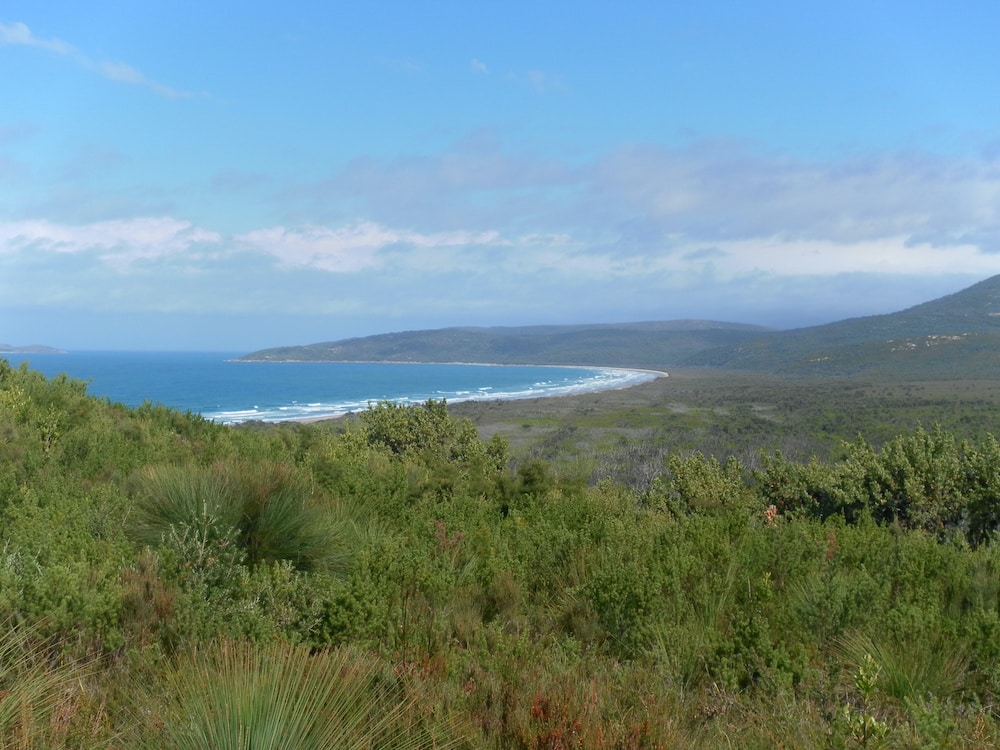 Tea tree Wilsons Prom Claire Gilder