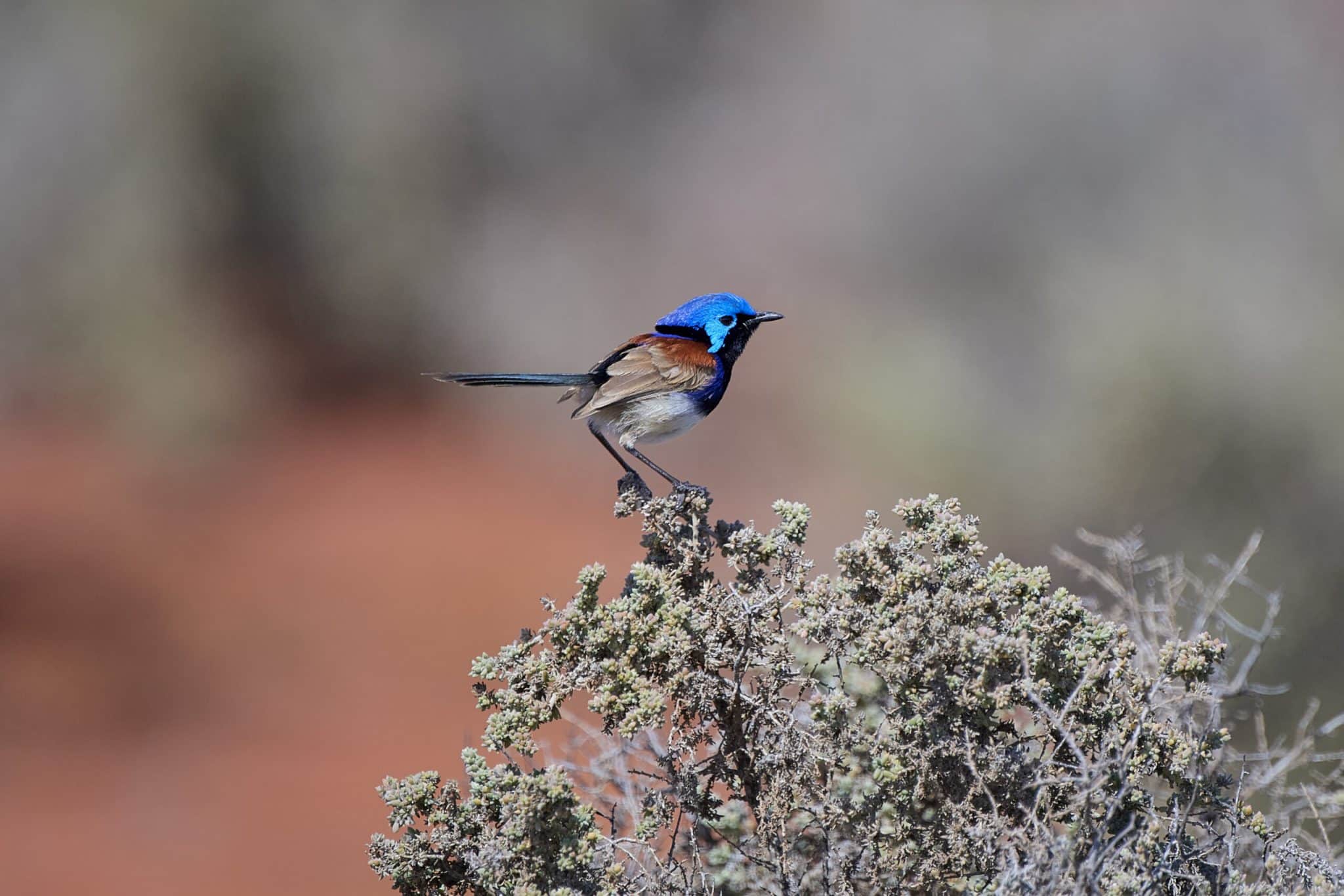 Hiltaba Nature Reserve, South Australia. - Walkers Journal