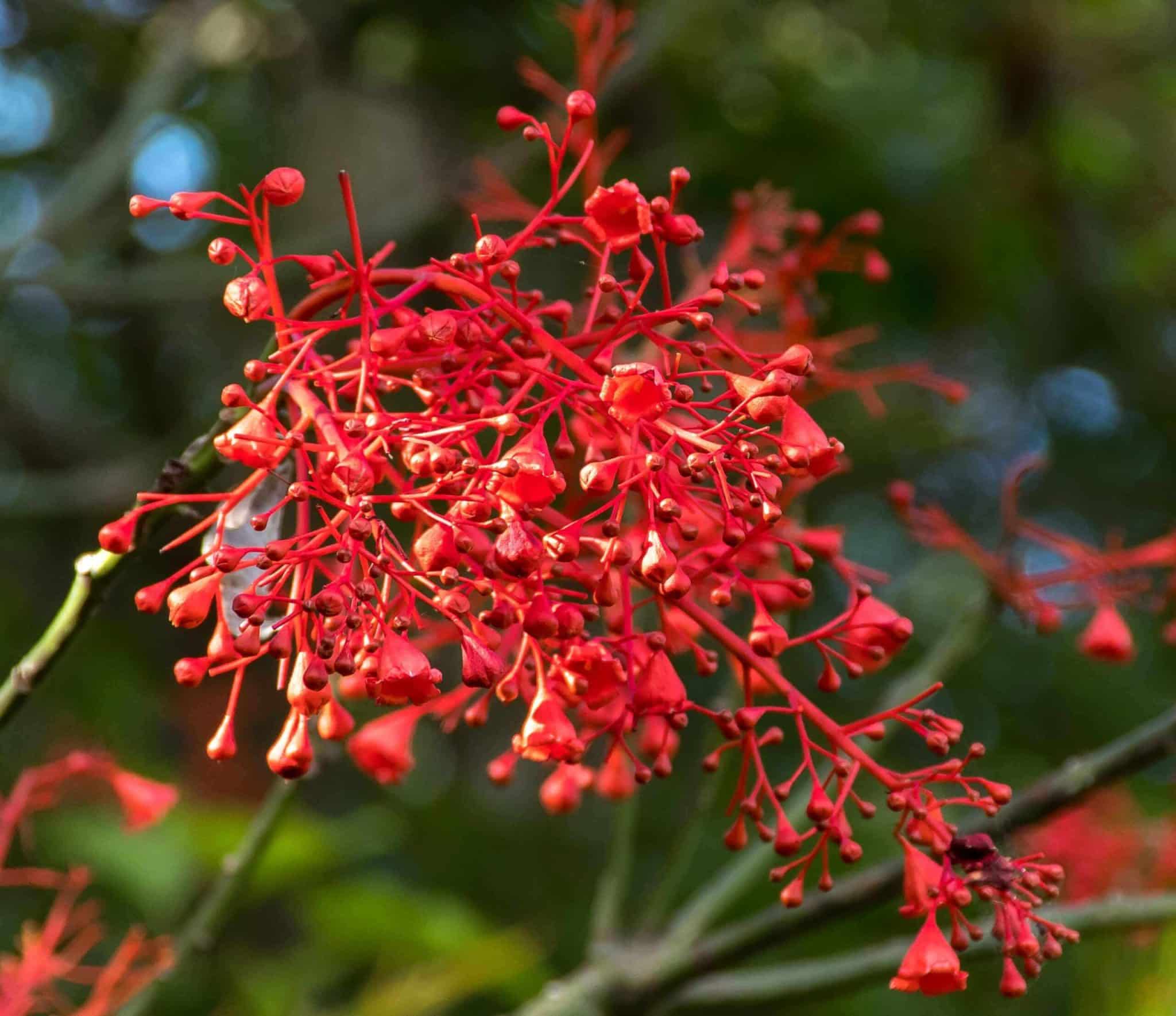 flame tree Brachychiton acerifolius