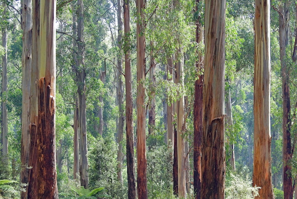 mountain ash eucalyptus regnans