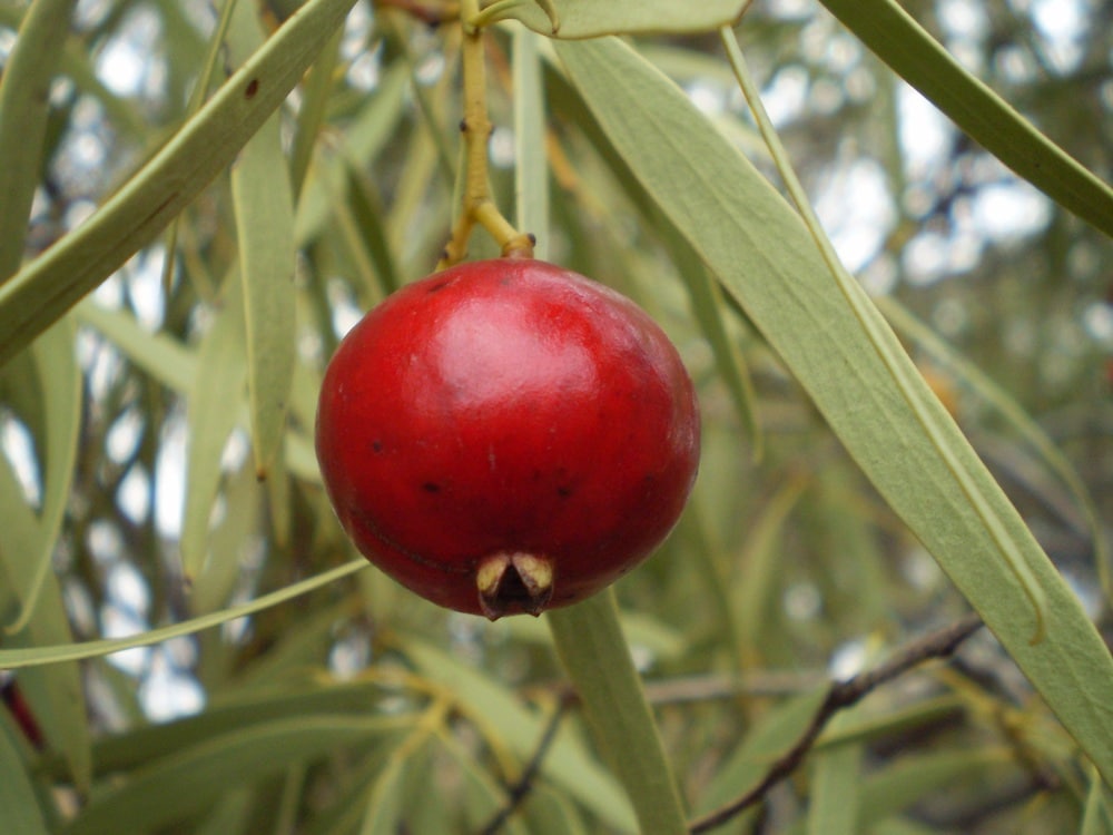 quandong Santalum acuminatum