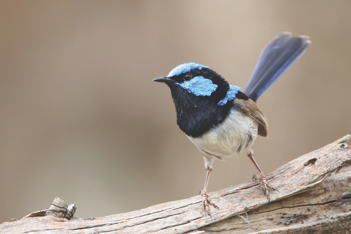 Male Superb Fairy-Wren | Photo credit Dean Ingwersen