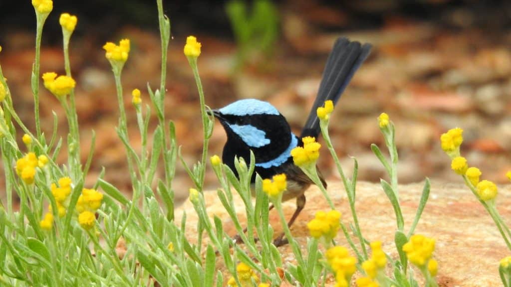 Male Superb Fairy-Wren | Photo credit Lea-Ann Ledden