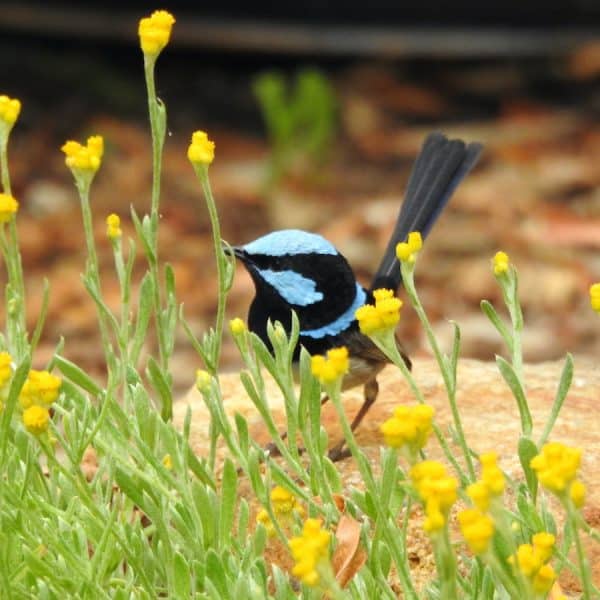 Male Superb Fairy-Wren | Photo credit Lea-Ann Ledden