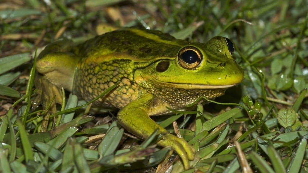 313 Wilsons prom NP Growling grass frog 1 Derby car park