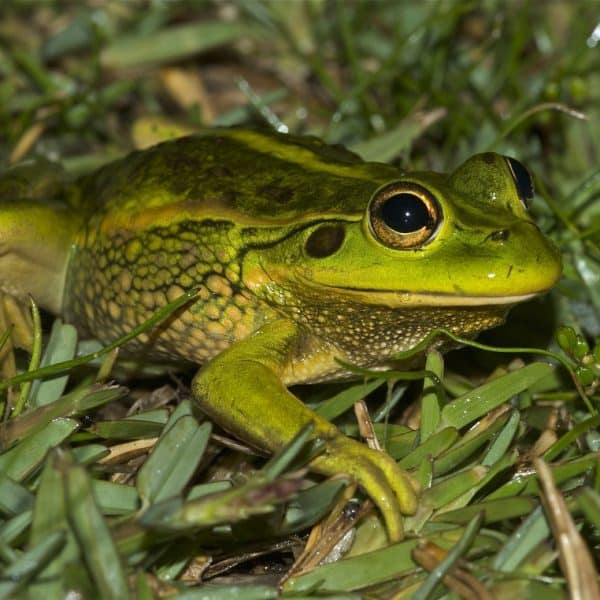 313 Wilsons prom NP Growling grass frog 1 Derby car park