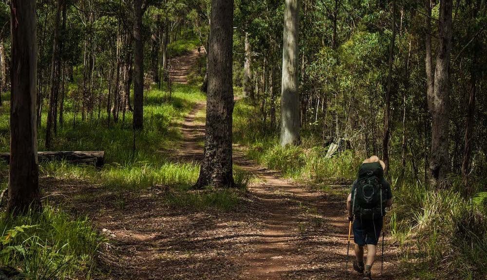 Green Gully track. Photo: Ellie Keft @ellielouhere