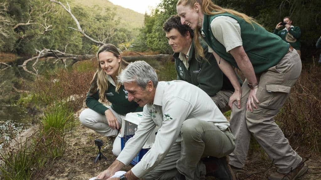 Platypus return to Royal National Park