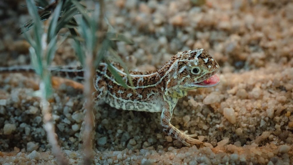 Photo Credit: Victorian Grassland Earless Dragon courtesy of Zoos Victoria