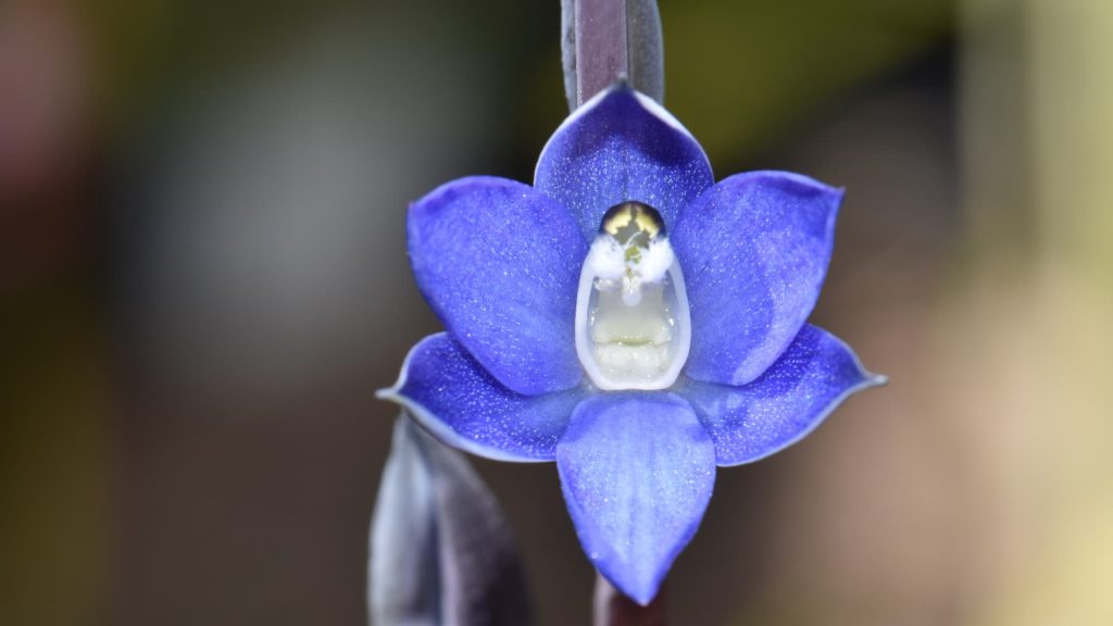 orchid Thelymitra adorata