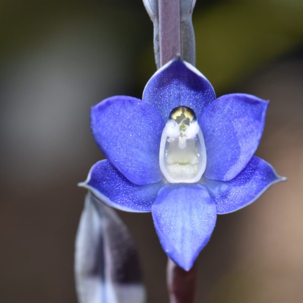 orchid Thelymitra adorata