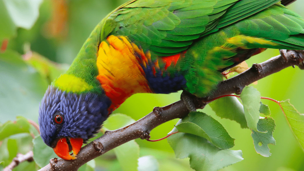 Rainbow Lorikeet - credit to James Mascott