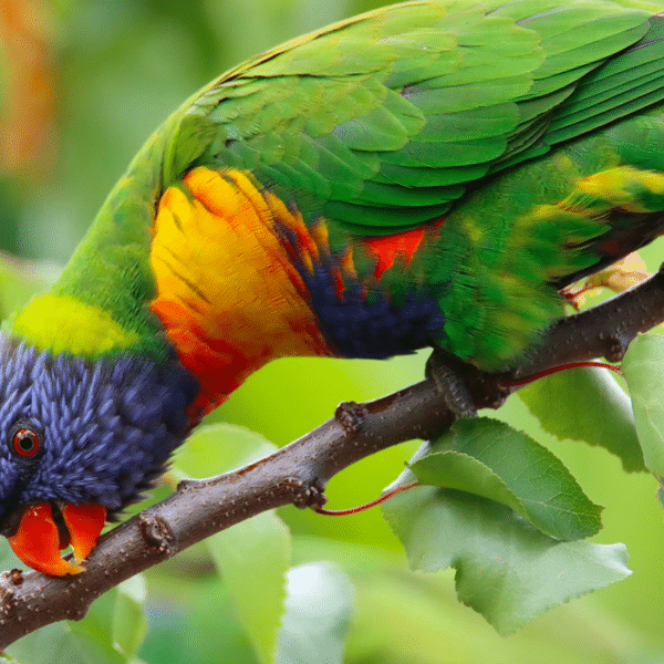 Rainbow Lorikeet - credit to James Mascott