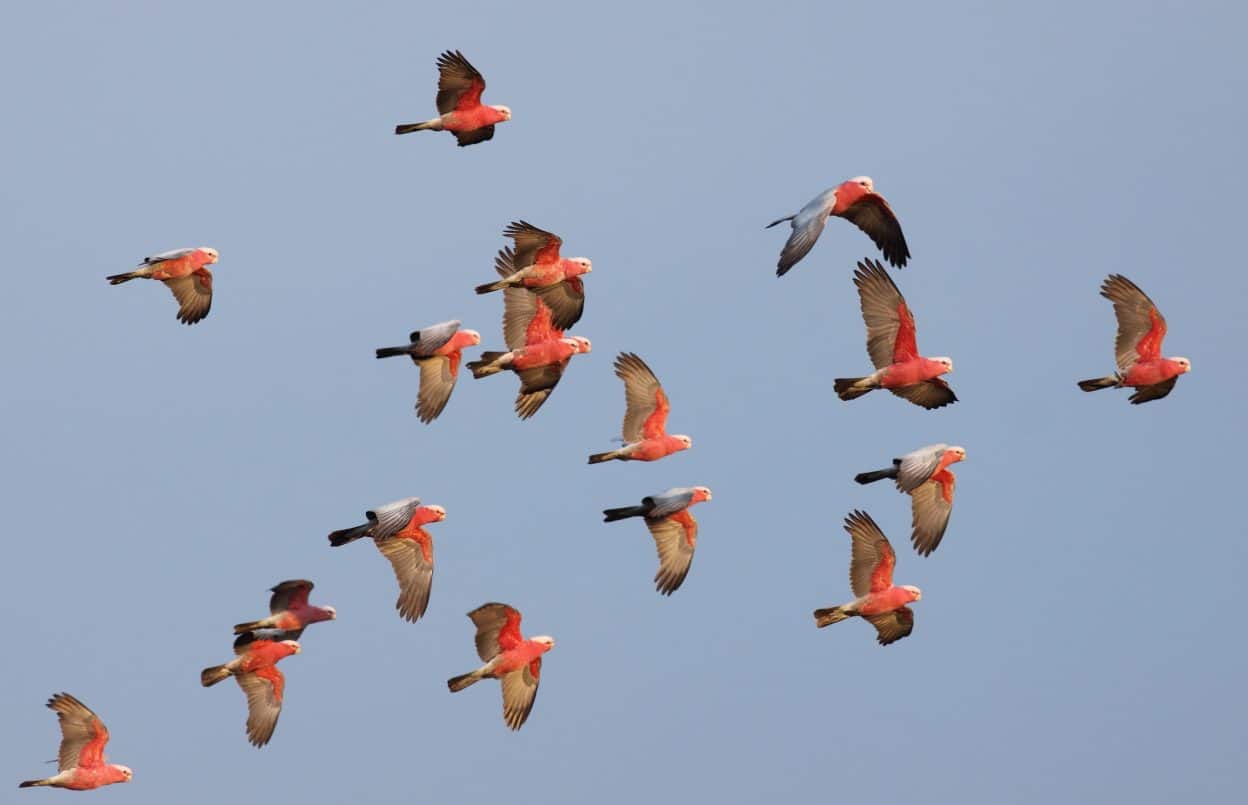 Flock of Galahs - Credit Andrew Silcocks - BirdLife Australia