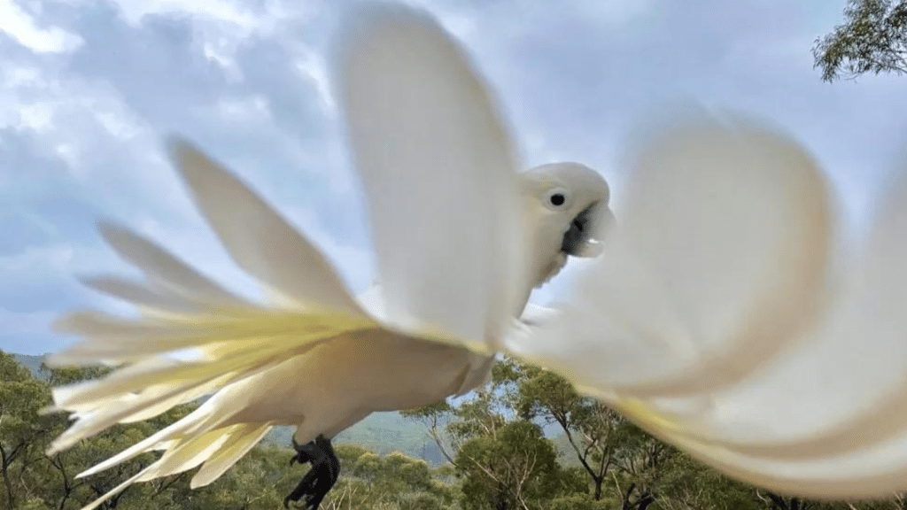 Announcing the winners of the 2023 BirdLife Australia Photography Awards