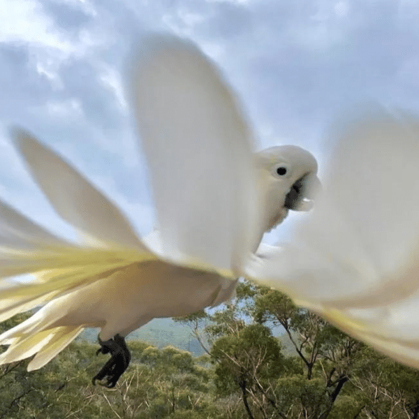 Announcing the winners of the 2023 BirdLife Australia Photography Awards