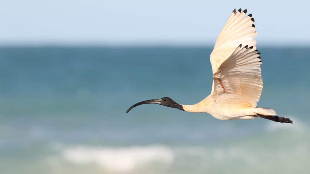 Australian White Ibis Demco