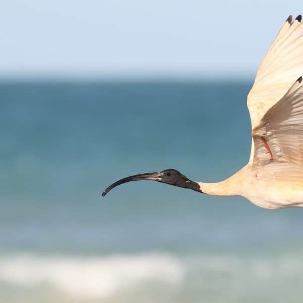 Australian White Ibis Demco