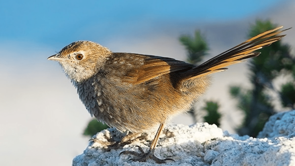 Eastern bristlebird (Dasyornis brachypterus) Credit: DPE