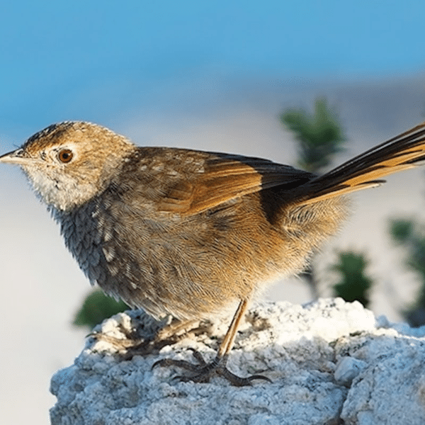 Eastern bristlebird (Dasyornis brachypterus) Credit: DPE