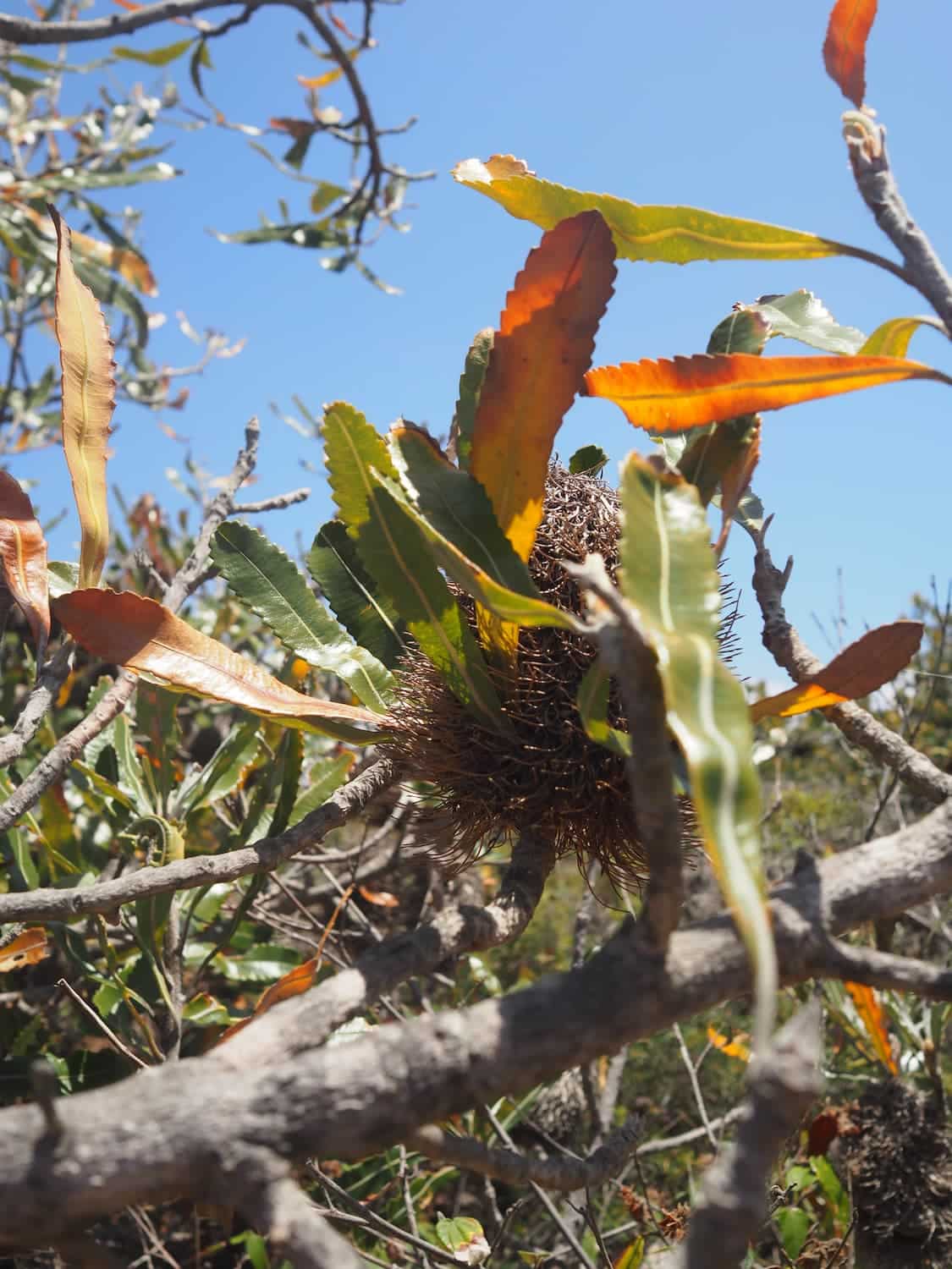 Pinnacles Loop Walk