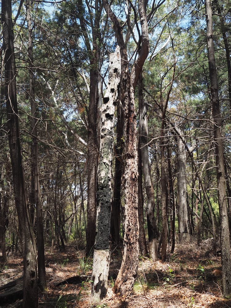 Pinnacles Loop Walk