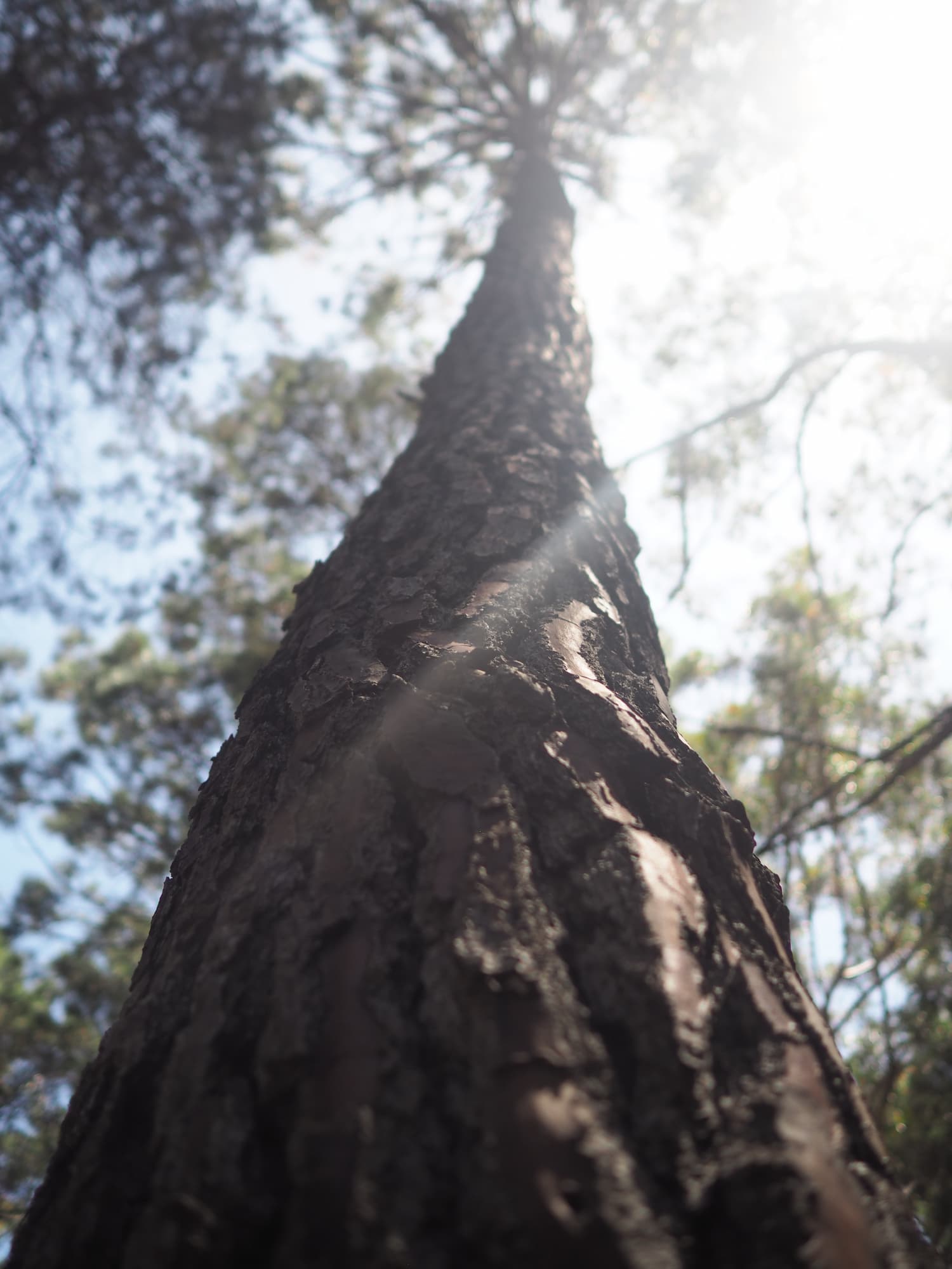 Pinnacles Loop Walk
