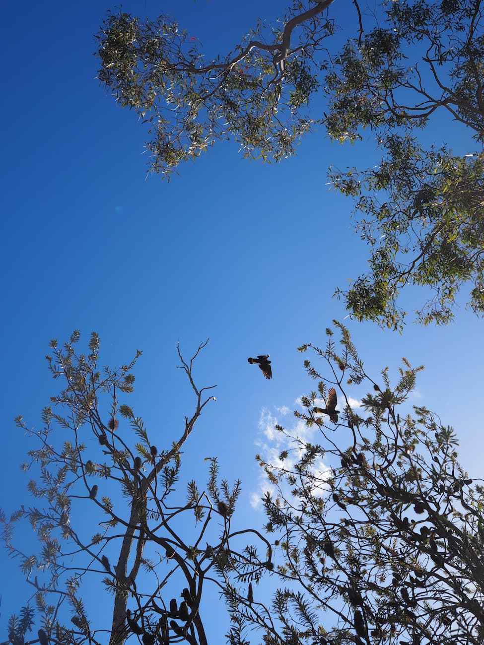 Pomponderoo Hill Nature Walk