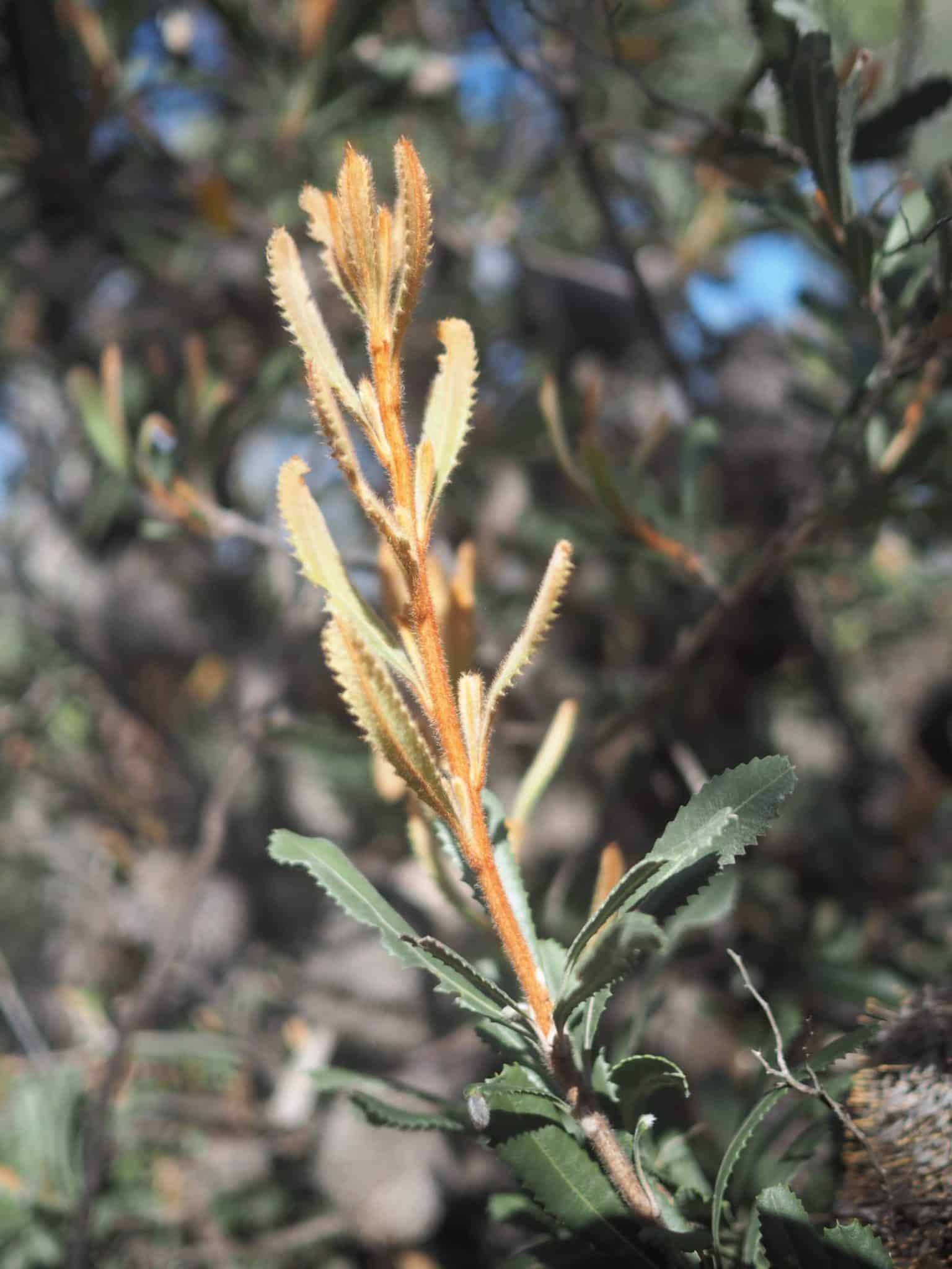 Pomponderoo Hill Nature Walk