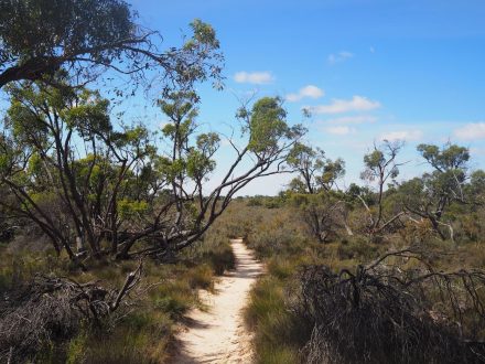 Pomponderoo Hill Nature Walk