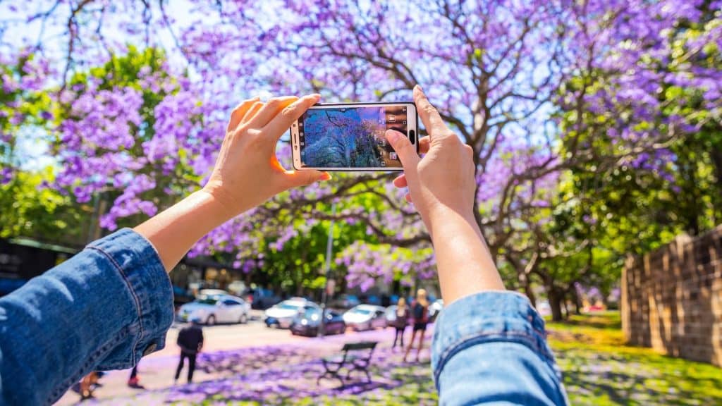 Person taking photos of the jacaranda trees along Oxford Street Paddington