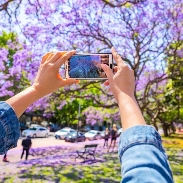 Person taking photos of the jacaranda trees along Oxford Street Paddington