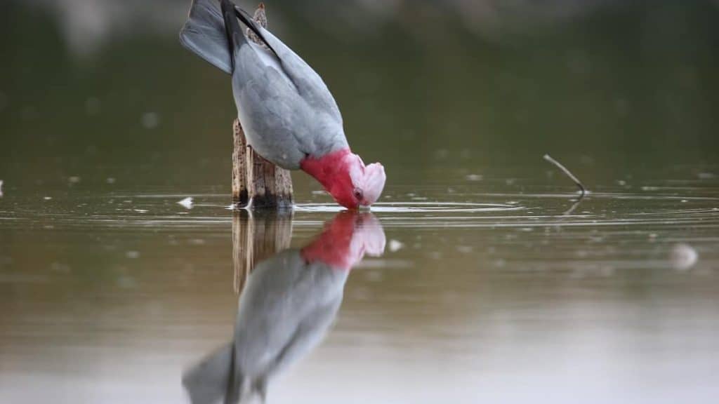 Galah Image credit: Georgina Steytler (wildandendangered.com.au)