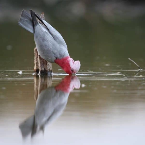 Galah Image credit: Georgina Steytler (wildandendangered.com.au)