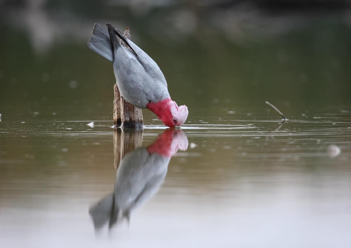 Galah
Image credit: Georgina Steytler (wildandendangered.com.au)