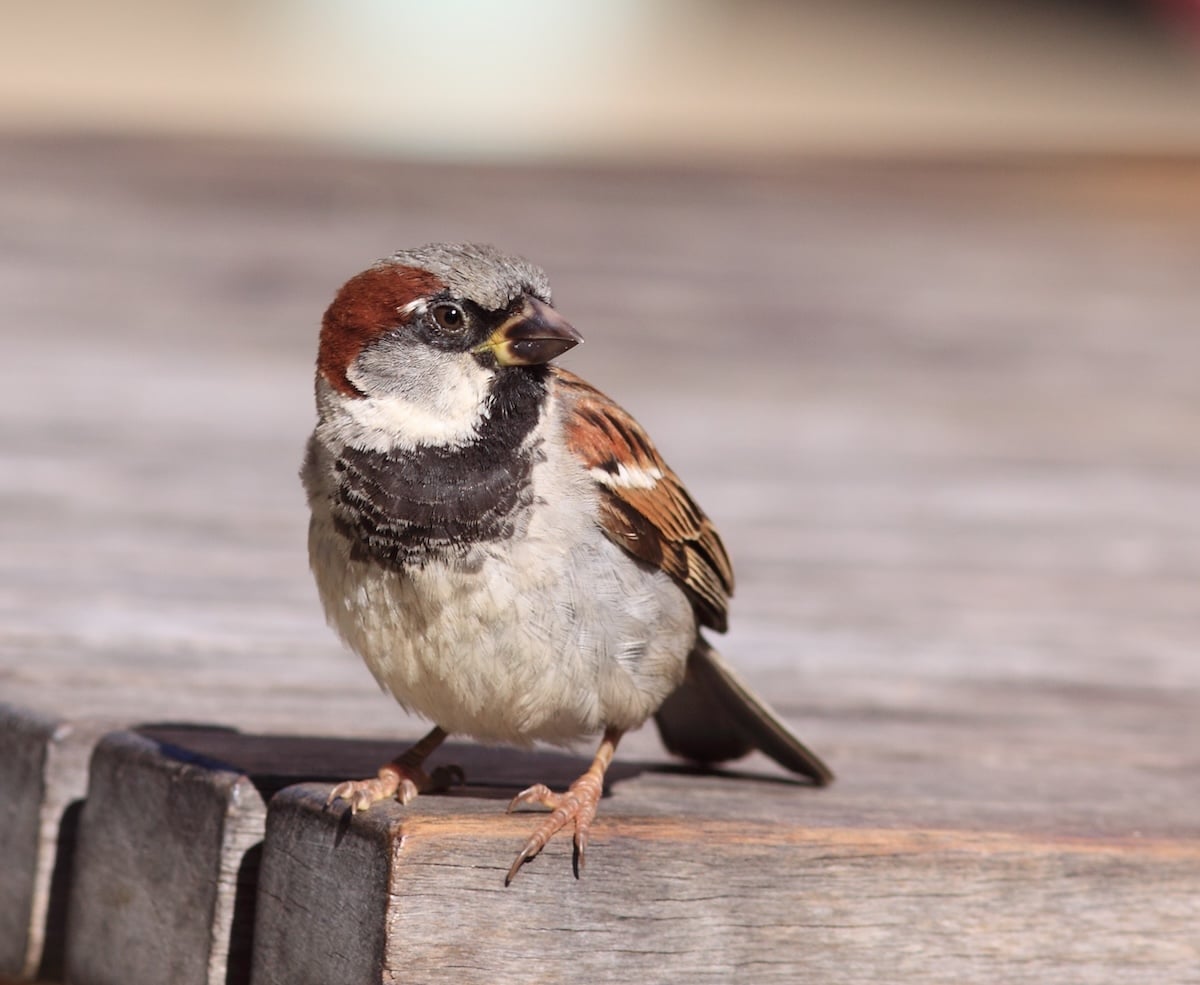 House Sparrow
Image credit: Andrew Silcocks