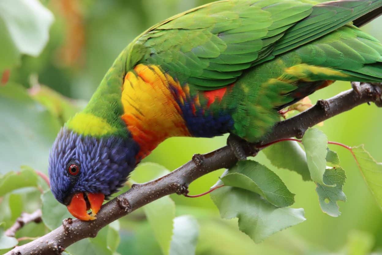 Rainbow Lorikeet - credit to James Mascott