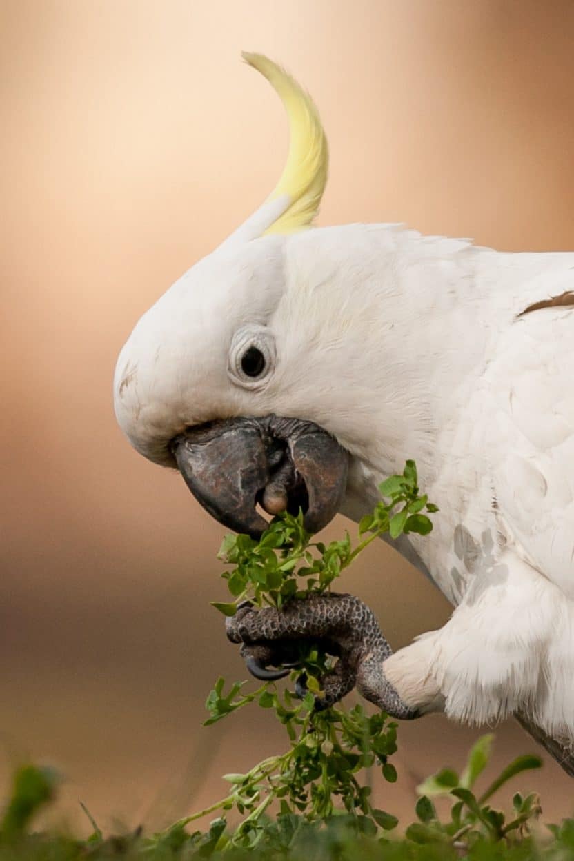 Sulphur-crested Cockatoo
Image credit: Georgina Steytler (wildandendangered.com.au)