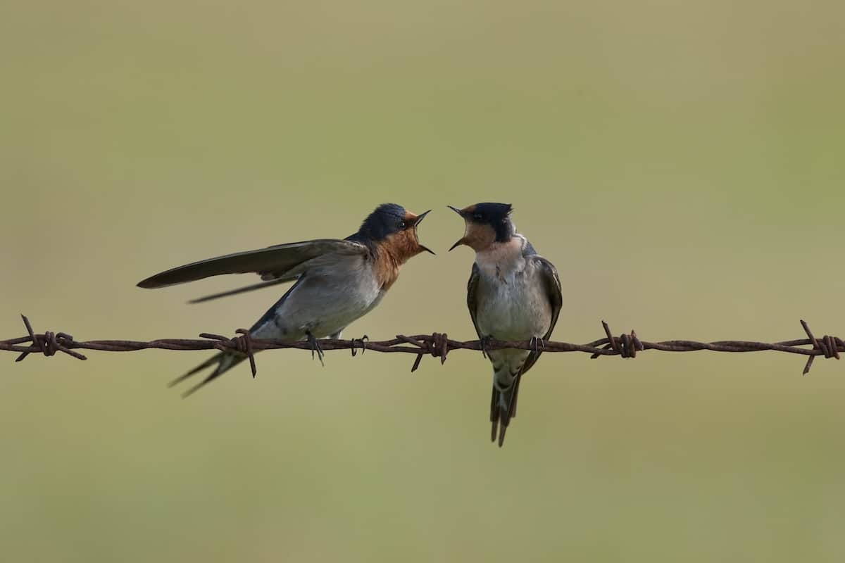 Welcome Swallow
Image credit: Georgina Steytler (wildandendangered.com.au)