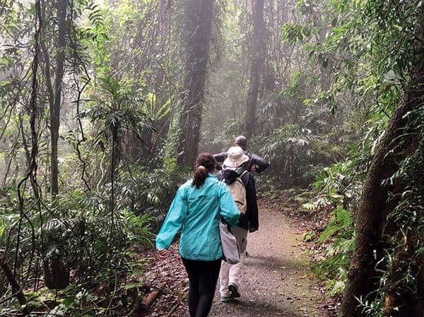 Wonga Walk. Image: NSW National Parks & Wildlife Service