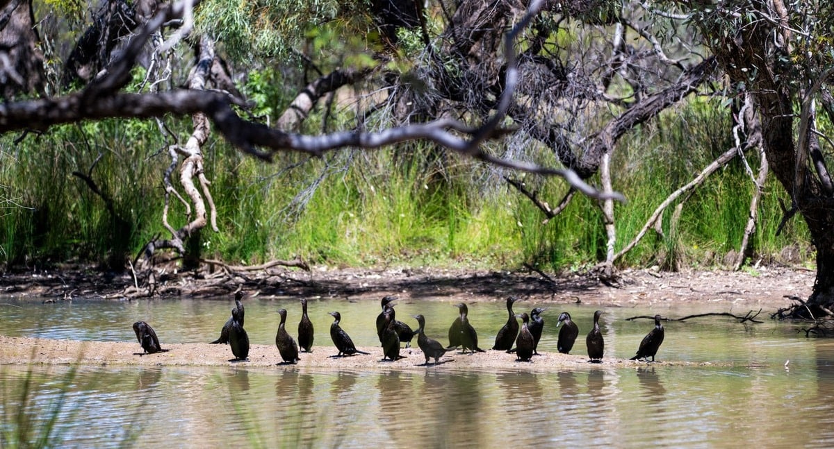 Bush Heritage Australia - Nil Desperandum - Little black cormorants