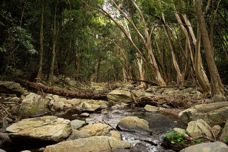 Wangetti Track (Photo: QLD Govt.)